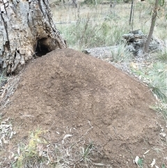 Nasutitermes exitiosus (Snouted termite, Gluegun termite) at Watson, ACT - 5 Jun 2024 by AaronClausen