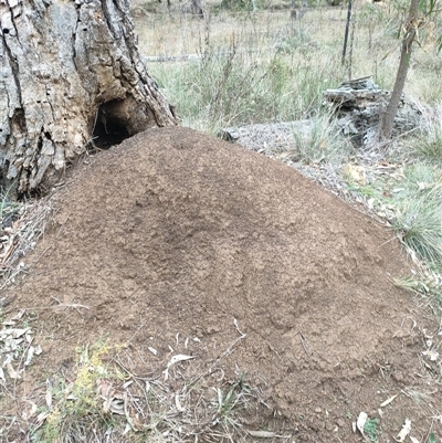 Nasutitermes exitiosus (Snouted termite, Gluegun termite) at Watson, ACT - 5 Jun 2024 by AaronClausen