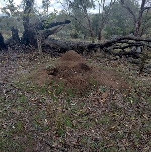 Nasutitermes exitiosus at Campbell, ACT - suppressed