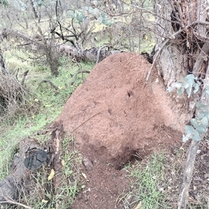 Nasutitermes exitiosus at Campbell, ACT - suppressed