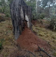 Nasutitermes exitiosus (Snouted termite, Gluegun termite) at Campbell, ACT - 6 Jun 2024 by AaronClausen