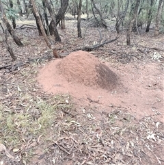 Nasutitermes exitiosus (Snouted termite, Gluegun termite) at Campbell, ACT - 6 Jun 2024 by AaronClausen