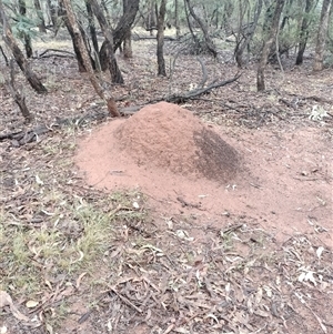 Nasutitermes exitiosus at Campbell, ACT - suppressed