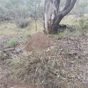 Nasutitermes exitiosus at Campbell, ACT - suppressed