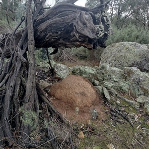 Nasutitermes exitiosus at Campbell, ACT - suppressed