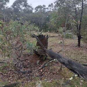 Nasutitermes exitiosus at Campbell, ACT - 6 Jun 2024