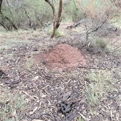 Nasutitermes exitiosus (Snouted termite, Gluegun termite) at Campbell, ACT - 6 Jun 2024 by AaronClausen