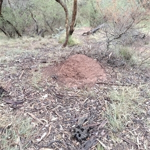 Nasutitermes exitiosus at Campbell, ACT - 6 Jun 2024