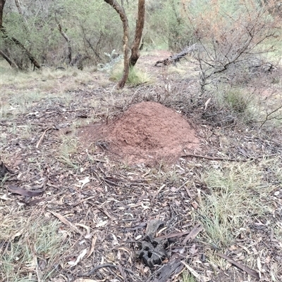 Nasutitermes exitiosus (Snouted termite, Gluegun termite) at Campbell, ACT - 6 Jun 2024 by AaronClausen