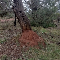 Nasutitermes exitiosus (Snouted termite, Gluegun termite) at Campbell, ACT - 6 Jun 2024 by AaronClausen