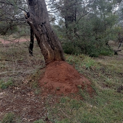 Nasutitermes exitiosus (Snouted termite, Gluegun termite) at Campbell, ACT - 6 Jun 2024 by AaronClausen