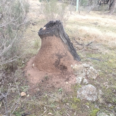 Nasutitermes exitiosus (Snouted termite, Gluegun termite) at Campbell, ACT - 6 Jun 2024 by AaronClausen