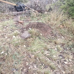 Nasutitermes exitiosus at Campbell, ACT - 6 Jun 2024