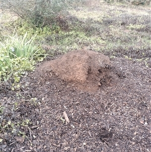 Nasutitermes exitiosus at Ainslie, ACT - 6 Jun 2024