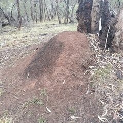 Nasutitermes exitiosus (Snouted termite, Gluegun termite) at Ainslie, ACT - 6 Jun 2024 by AaronClausen