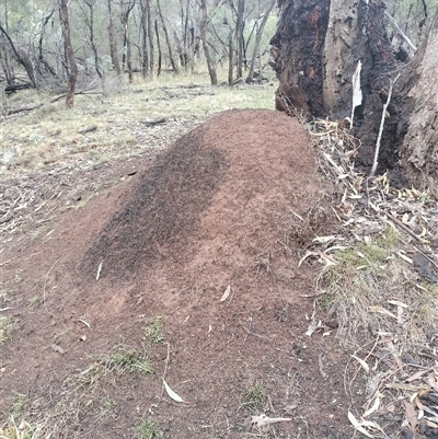 Nasutitermes exitiosus (Snouted termite, Gluegun termite) at Ainslie, ACT - 6 Jun 2024 by AaronClausen