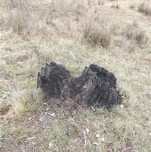 Nasutitermes exitiosus at Ainslie, ACT - suppressed