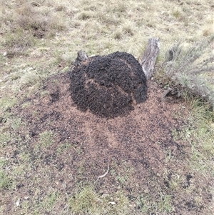 Nasutitermes exitiosus at Ainslie, ACT - suppressed