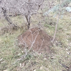 Nasutitermes exitiosus at Campbell, ACT - 6 Jun 2024