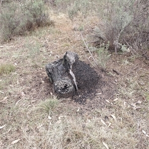 Nasutitermes exitiosus at Campbell, ACT - 6 Jun 2024