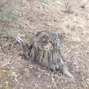 Nasutitermes exitiosus at Campbell, ACT - suppressed