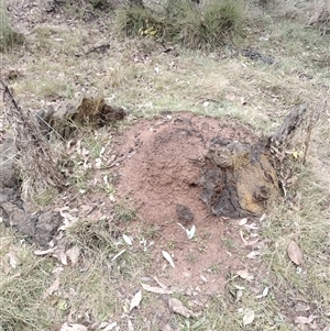 Nasutitermes exitiosus at Campbell, ACT - 6 Jun 2024