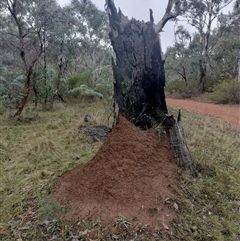 Nasutitermes exitiosus (Snouted termite, Gluegun termite) at Campbell, ACT - 6 Jun 2024 by AaronClausen