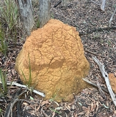 Coptotermes lacteus (Milk Termite) at O'Connor, ACT - 7 Jun 2024 by DonFletcher