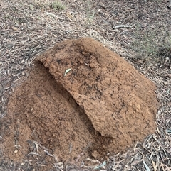 Nasutitermes exitiosus (Snouted termite, Gluegun termite) at O'Connor, ACT - 7 Jun 2024 by DonFletcher