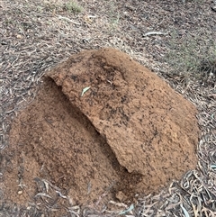 Nasutitermes exitiosus (Snouted termite, Gluegun termite) at O'Connor, ACT - 6 Jun 2024 by AaronClausen