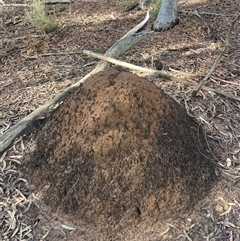 Nasutitermes exitiosus (Snouted termite, Gluegun termite) at O'Connor, ACT - 7 Jun 2024 by AaronClausen