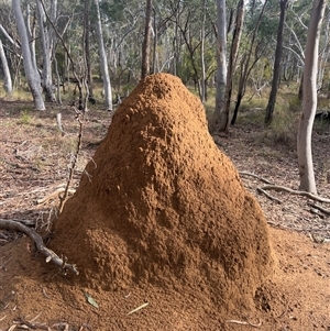 Coptotermes lacteus at O'Connor, ACT - 7 Jun 2024 10:18 AM