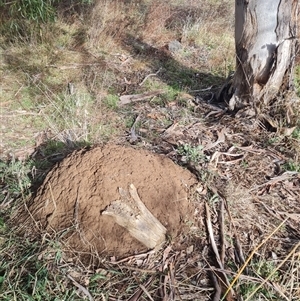 Nasutitermes exitiosus at Ainslie, ACT - 7 Jun 2024