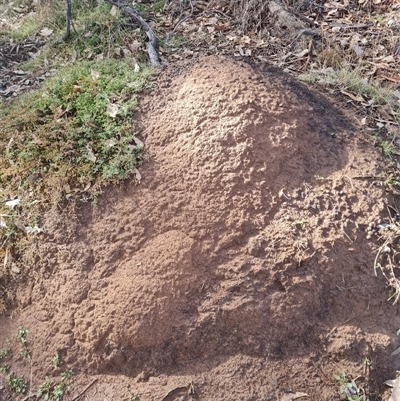 Nasutitermes exitiosus (Snouted termite, Gluegun termite) at Ainslie, ACT - 7 Jun 2024 by AaronClausen