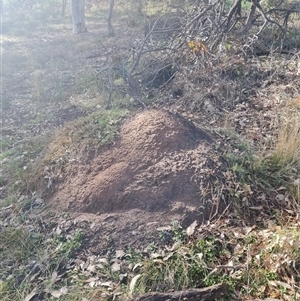 Nasutitermes exitiosus at Ainslie, ACT - suppressed