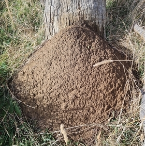 Nasutitermes exitiosus at Ainslie, ACT - 7 Jun 2024