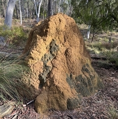 Coptotermes lacteus (Milk Termite) at Bruce, ACT - 7 Jun 2024 by AaronClausen