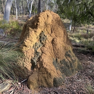 Coptotermes lacteus at Bruce, ACT - 7 Jun 2024 10:33 AM