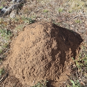 Nasutitermes exitiosus at Ainslie, ACT - suppressed