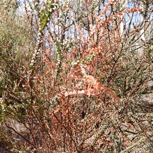 Acacia pravissima (Wedge-leaved Wattle, Ovens Wattle) at Booth, ACT by JimL