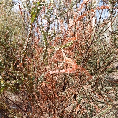 Acacia pravissima (Wedge-leaved Wattle, Ovens Wattle) at Booth, ACT - 15 Nov 2024 by JimL