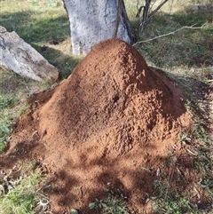 Nasutitermes exitiosus (Snouted termite, Gluegun termite) at Ainslie, ACT - 7 Jun 2024 by AaronClausen