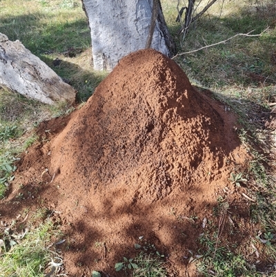 Nasutitermes exitiosus (Snouted termite, Gluegun termite) at Ainslie, ACT - 7 Jun 2024 by AaronClausen