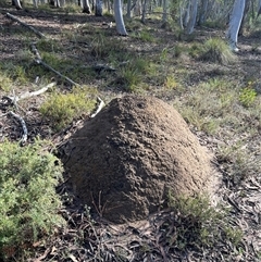 Nasutitermes exitiosus (Snouted termite, Gluegun termite) at Bruce, ACT - 7 Jun 2024 by AaronClausen