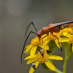 Macrones sp. (genus) (A wasp mimicking longhorn beetle) at Bungonia, NSW - 17 Nov 2024 by Miranda