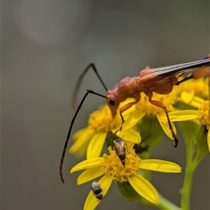 Macrones sp. (genus) at Bungonia, NSW - 17 Nov 2024