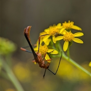 Macrones sp. (genus) at Bungonia, NSW - 17 Nov 2024