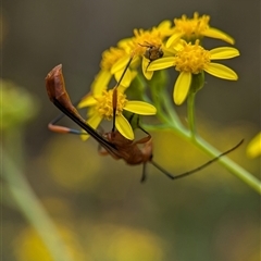 Macrones sp. (genus) at Bungonia, NSW - 17 Nov 2024