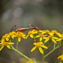 Macrones sp. (genus) at Bungonia, NSW - 17 Nov 2024