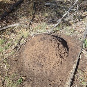 Nasutitermes exitiosus at Ainslie, ACT - 7 Jun 2024